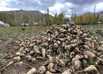 30 yıl aradan sonra hasat yapıldı