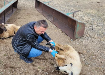 Kurtlar 50 koyunu telef etti