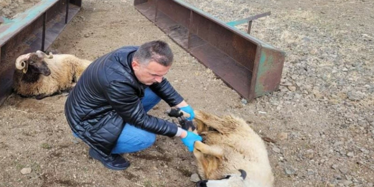 Kurtlar 50 koyunu telef etti