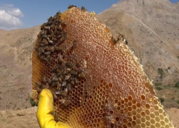 Kilosu 2 bin 500 lira