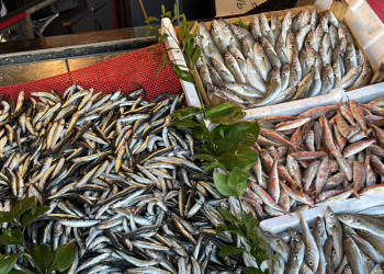 Tezgahlarda hamsi bolluğu