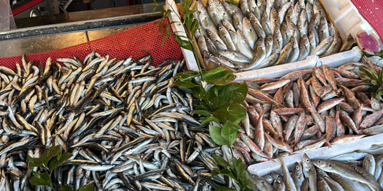 Tezgahlarda hamsi bolluğu