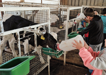 Buzağıları biberonla beslediler