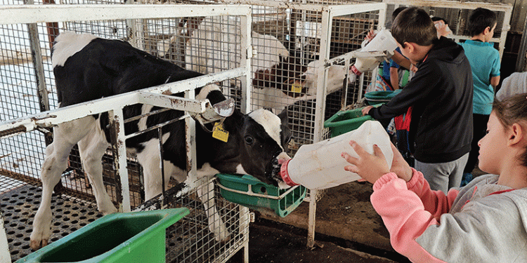 Buzağıları biberonla beslediler