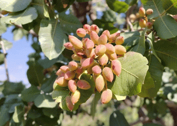 Hizan’da fıstık hasadı