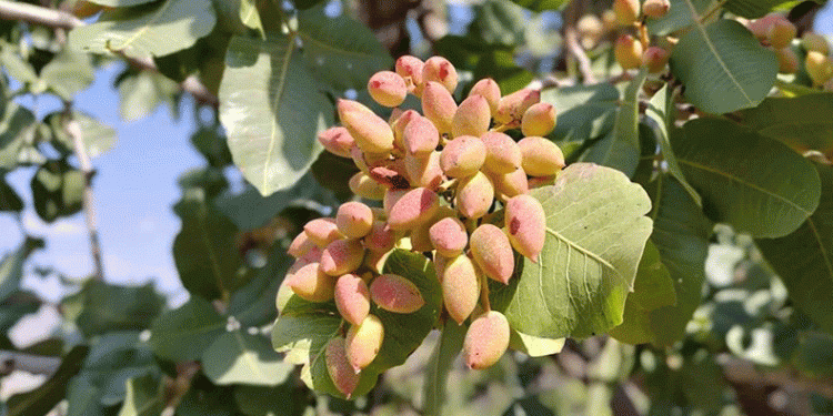 Hizan’da fıstık hasadı