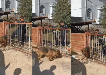 Kapıya sıkışan köpeği itfaiye kurtardı