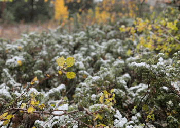 Sarıçam ormanları beyaz örtüyle kaplandı
