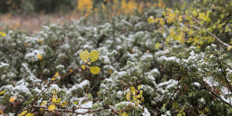 Sarıçam ormanları beyaz örtüyle kaplandı