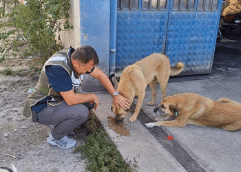 HAYDİ ekipleri sokak hayvanlarını besledi