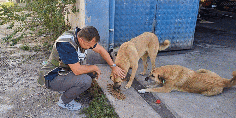 HAYDİ ekipleri sokak hayvanlarını besledi