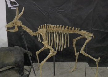 Taşhan kazılarında ‘zürafa yılı’