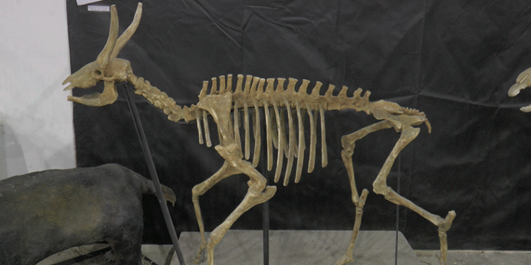 Taşhan kazılarında ‘zürafa yılı’