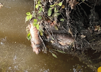 Deredeki balıklar telef oldu