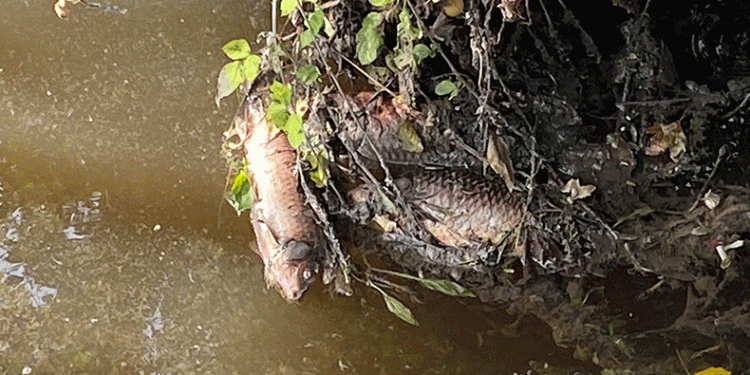 Deredeki balıklar telef oldu