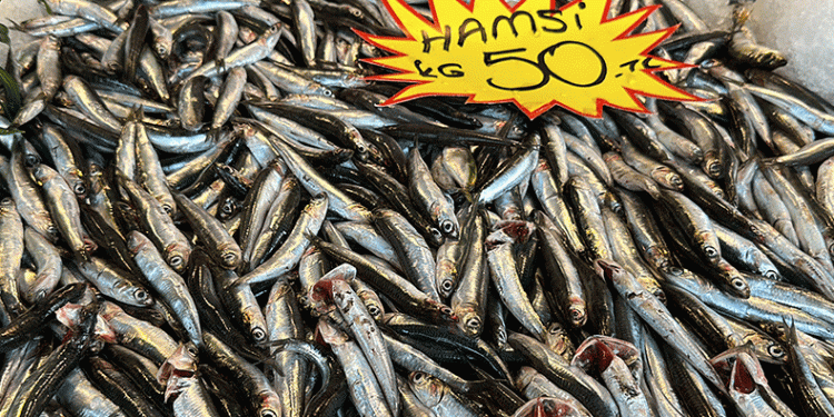 Kilosu 50 liraya düştü