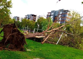 Bursa’da düşen yıldırım ağacı kökünden söktü
