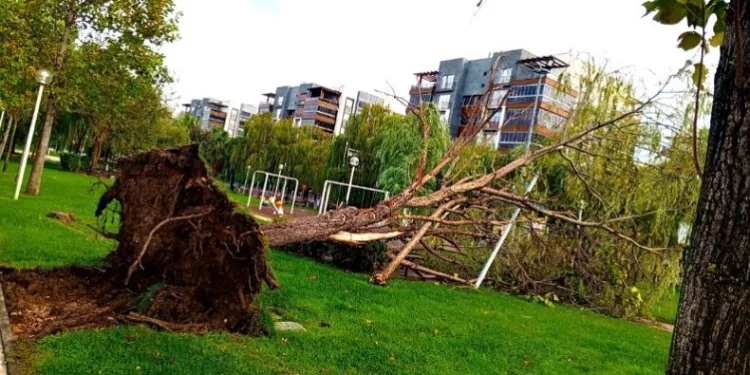 Bursa’da düşen yıldırım ağacı kökünden söktü