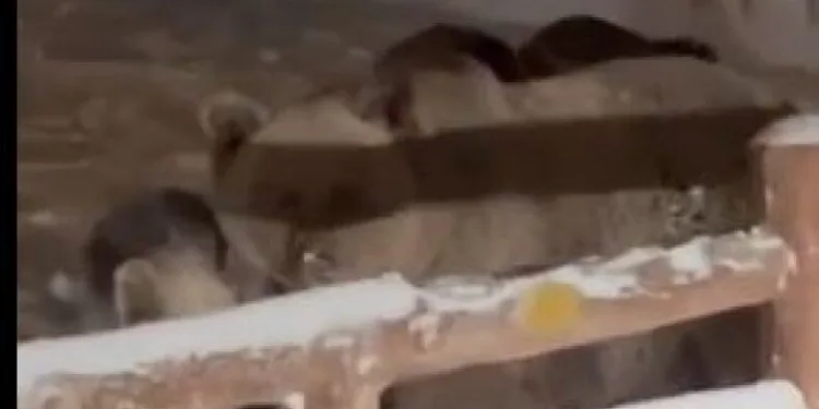 Ayıların dengesi şaştı kış uykusuna yatamadılar