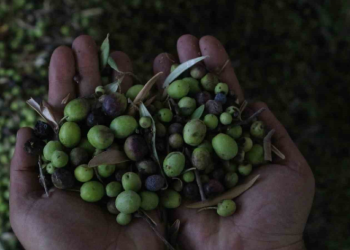 Altınözü zeytinyağı artık tescilli ürün oldu