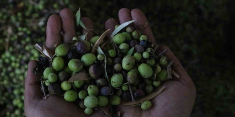 Altınözü zeytinyağı artık tescilli ürün oldu