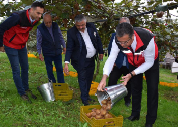 Ordu’da kivi hasadı başladı