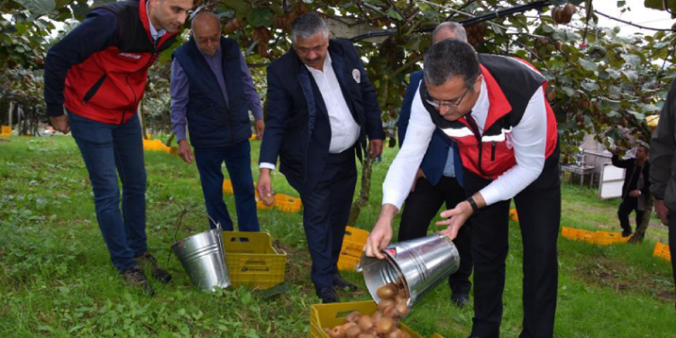 Ordu’da kivi hasadı başladı