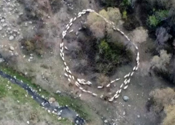 Çin’den sonra Türkiye’de de görüldü