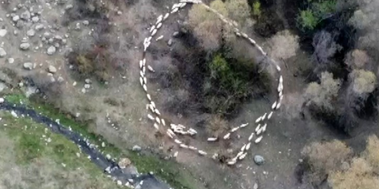 Çin’den sonra Türkiye’de de görüldü