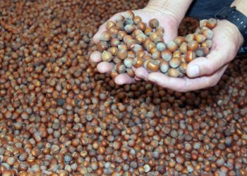 Yeni yıla günler kala fındık fiyatı 100 TL