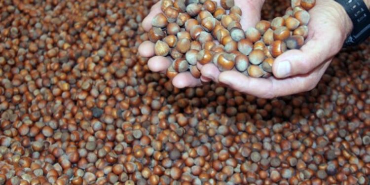 Yeni yıla günler kala fındık fiyatı 100 TL