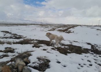 Köpeğin dronla imtihanı