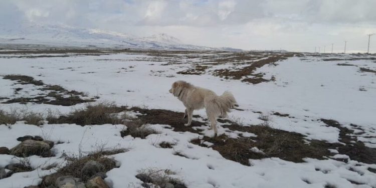 Köpeğin dronla imtihanı