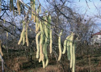 Fındıkta korkutan yıl