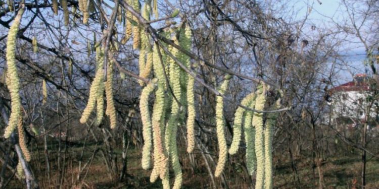 Fındıkta korkutan yıl