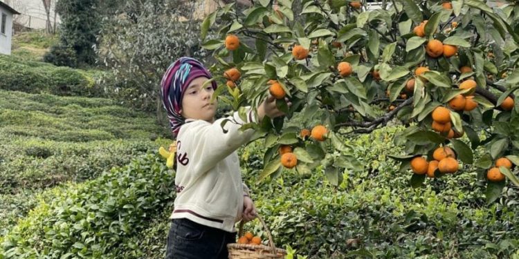 Kışın mandalina toplayarak geçimlerini sağlıyor