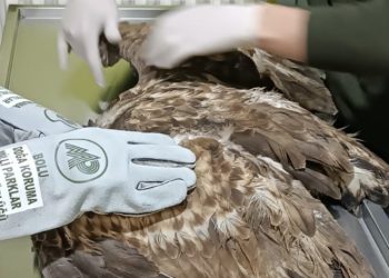 Türü koruma altındaki kartal yaralı bulundu