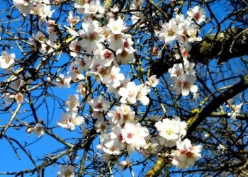 Badem ağaçları çiçek açtı