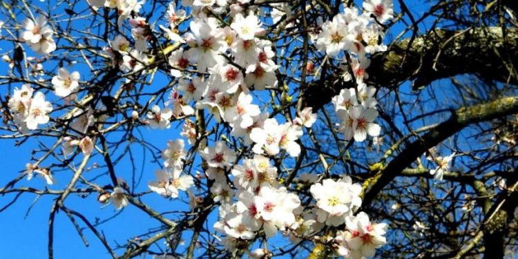 Badem ağaçları çiçek açtı