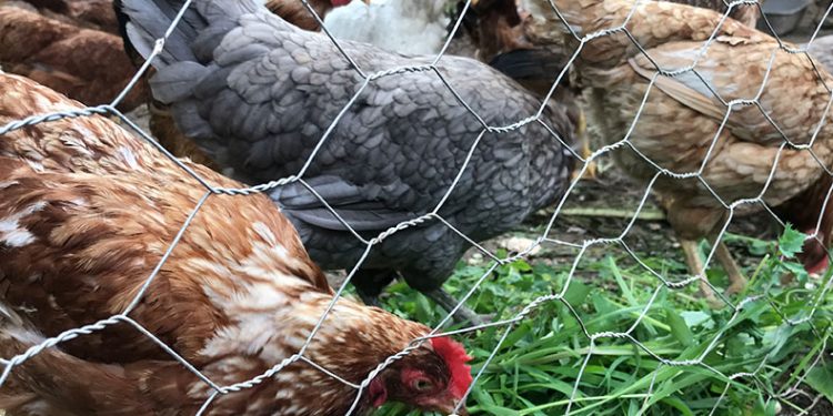 Klasik müzik dinleterek yumurta verimini 4’e katladı