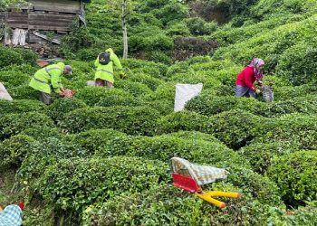 Bakanlık duyurdu yaş çay alım fiyatı belirlendi