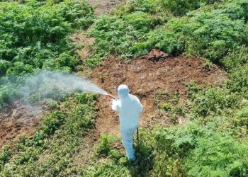 Aşırı sıcaklarda çıkan haşerelere karşı uzmanı uyardı