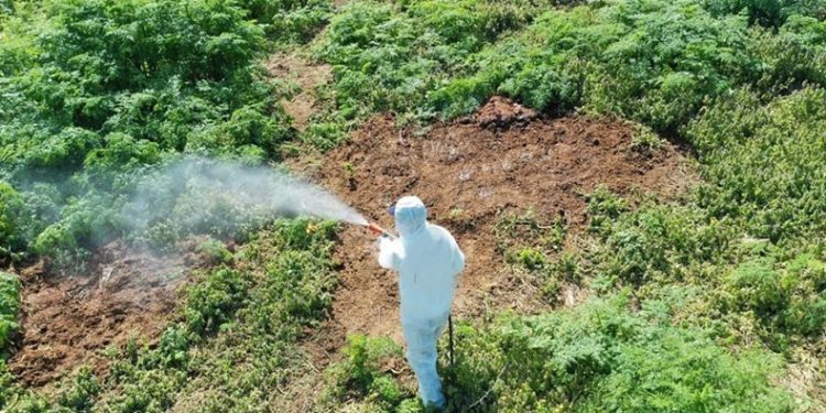 Aşırı sıcaklarda çıkan haşerelere karşı uzmanı uyardı