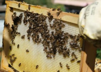 Aşırı sıcaklara karşı arıları koruyun