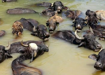Sıcaktan bunalan mandalar nehirde serinliyor