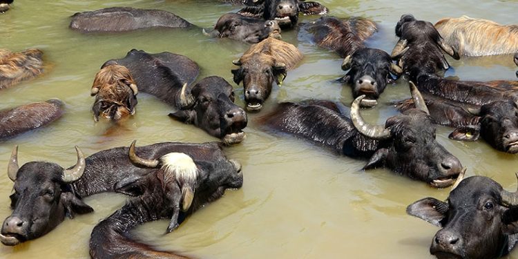 Sıcaktan bunalan mandalar nehirde serinliyor