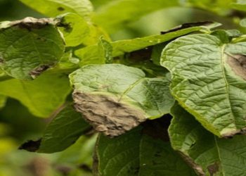 Patates üreticilerine “mildiyö” uyarısı