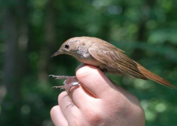 Afrika’dan Ormanya’ya uçtu