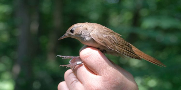 Afrika’dan Ormanya’ya uçtu