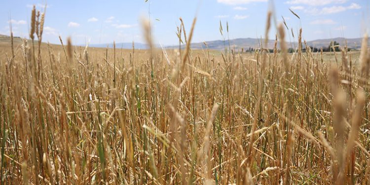 Dolu yağışından 40 bin dekar alan zarar gördü